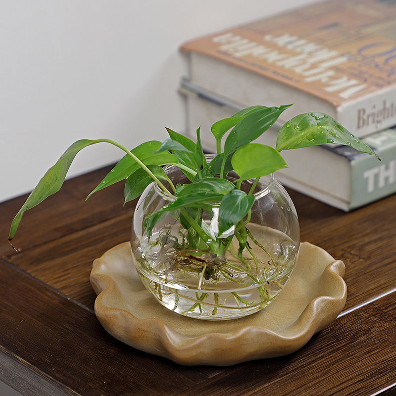 Brazilian Wood Hydroponic Plan - Drip Tray Saucer 评论和价格
