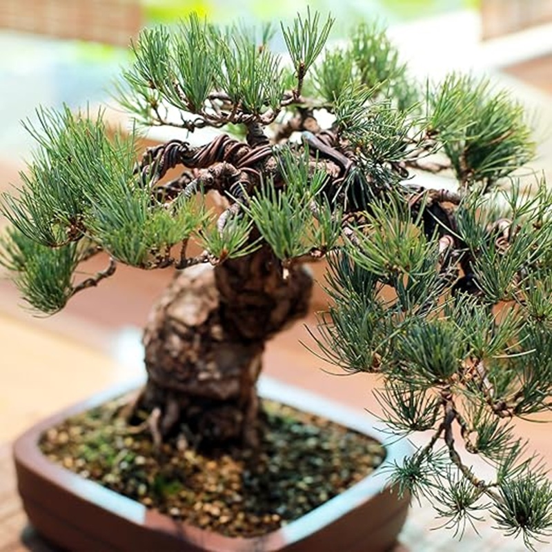 Bonsai Tree Shaping Aluminum W - Bonsai Garden Design 评论和价格