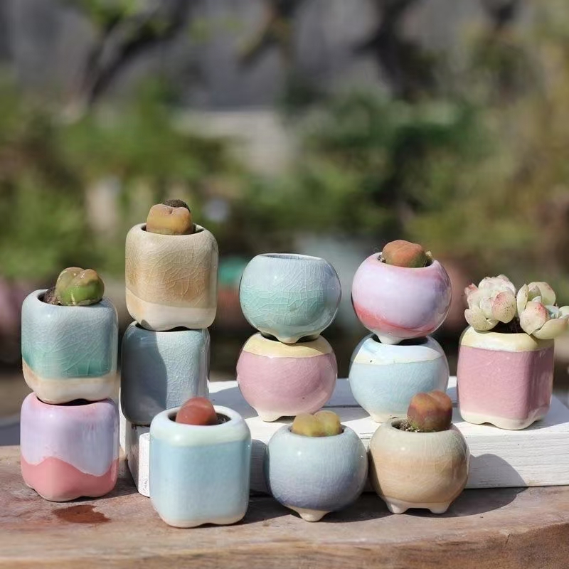6Pcs Mini Flowerpot Succulents - Bonsai Gardenia 评论和价格