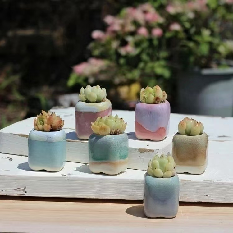 6Pcs Mini Flowerpot Succulents - Bonsai Gardenia 评论和价格